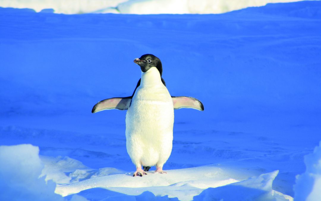 Pinguine zählen